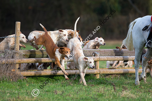 East Essex Hunt. Ladies Day. 29/01/2019 ~ MANDATORY Credit Elli Birch/Bootsandhooves - NO UNAUTHORISED USE - 07745 909676
