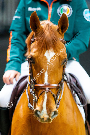 Showjumping