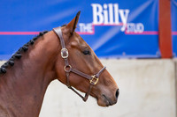 The Billy Stud Auction