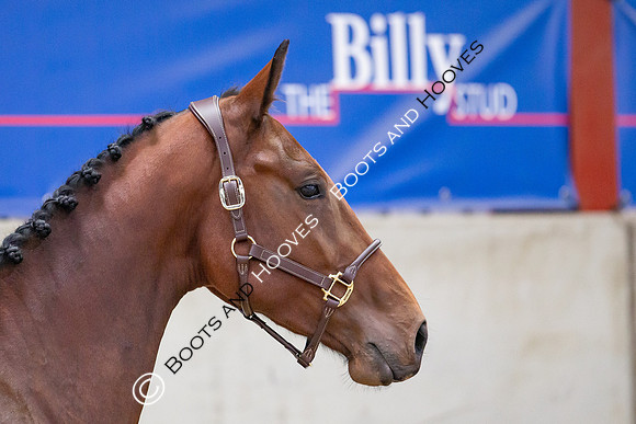 The Billy Stud Auction