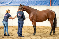 The Billy Stud Auction