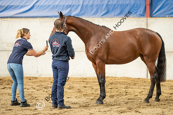 The Billy Stud Auction