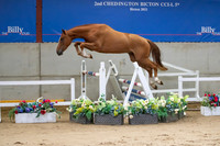 The Billy Stud Auction