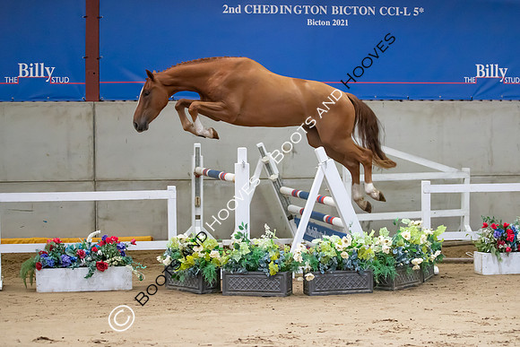 The Billy Stud Auction