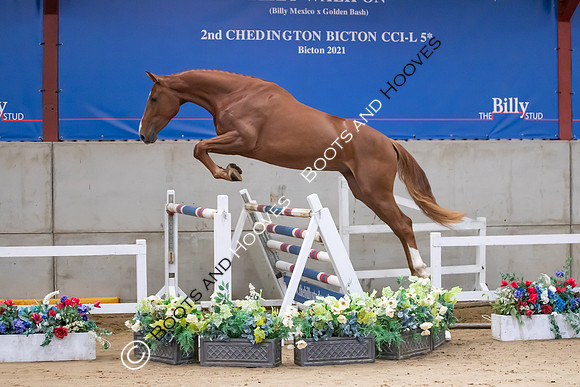 The Billy Stud Auction