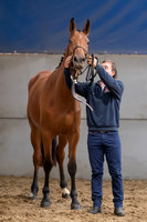 The Billy Stud Auction