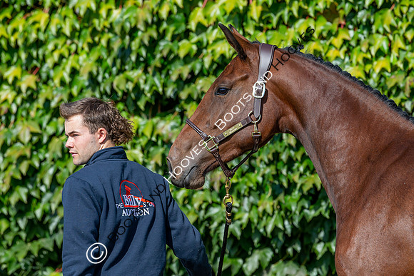 The Billy Stud Auction
