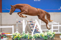 The Billy Stud Auction