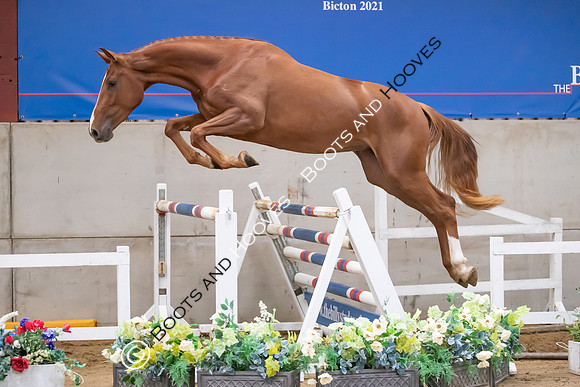 The Billy Stud Auction