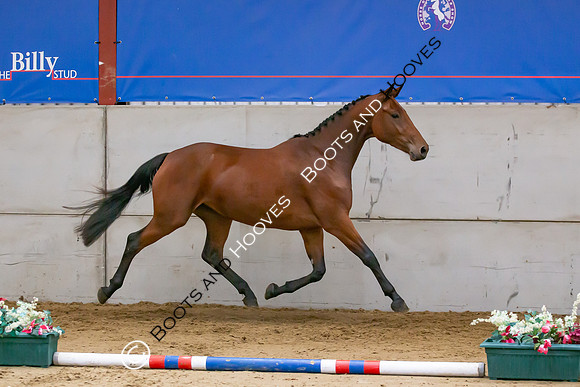 The Billy Stud Auction