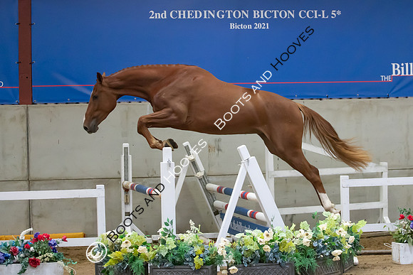 The Billy Stud Auction