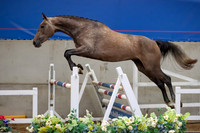 The Billy Stud Auction