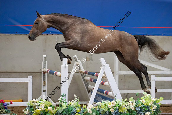 The Billy Stud Auction
