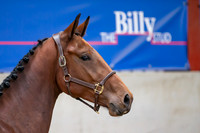 The Billy Stud Auction