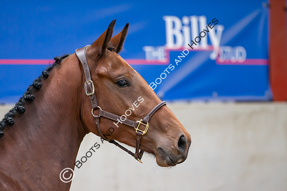 The Billy Stud Auction