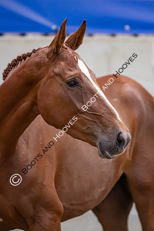 The Billy Stud Auction
