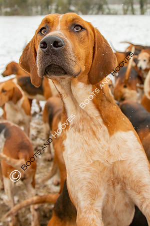 Hound Exercise