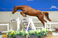The Billy Stud Auction