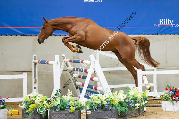 The Billy Stud Auction