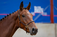 The Billy Stud Auction