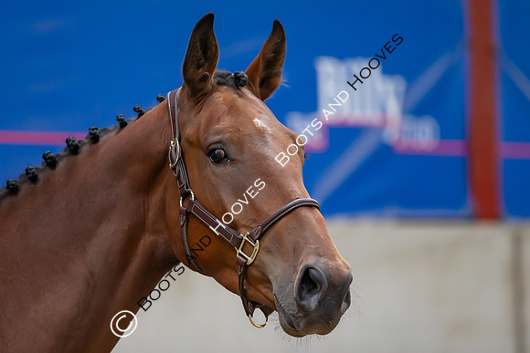 The Billy Stud Auction