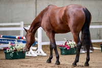 The Billy Stud Auction