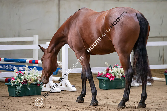 The Billy Stud Auction