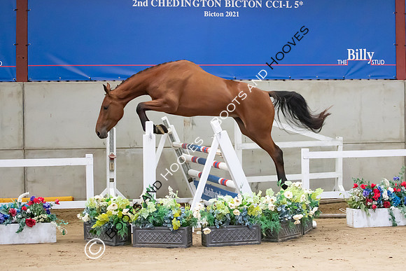 The Billy Stud Auction