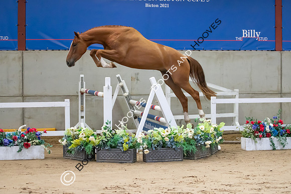 The Billy Stud Auction