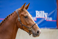 The Billy Stud Auction
