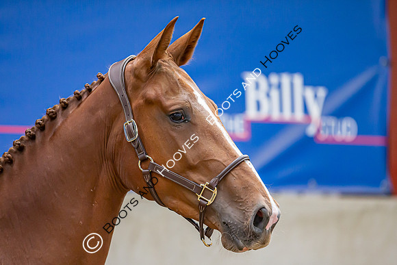 The Billy Stud Auction