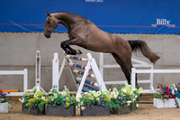 The Billy Stud Auction
