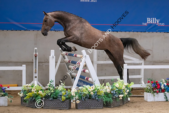The Billy Stud Auction