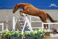 The Billy Stud Auction