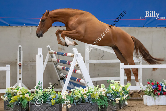 The Billy Stud Auction
