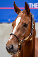 The Billy Stud Auction