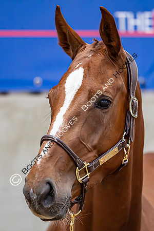 The Billy Stud Auction