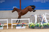 The Billy Stud Auction