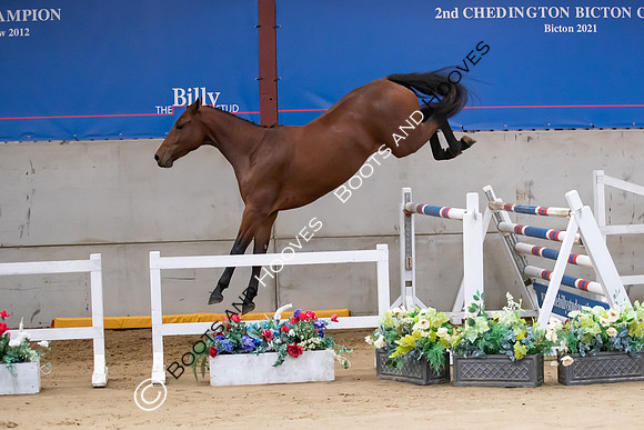 The Billy Stud Auction