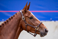 The Billy Stud Auction
