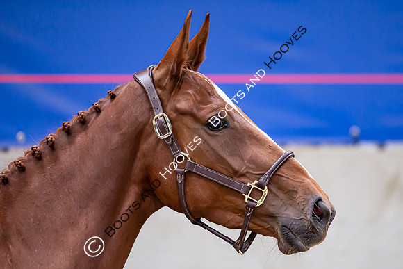 The Billy Stud Auction