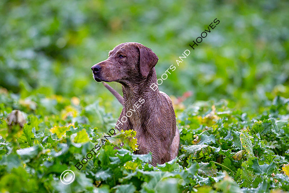 Hunting