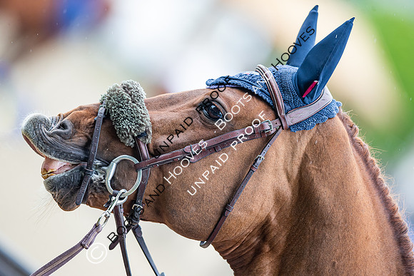 The Royal Windsor Horse Show