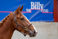 The Billy Stud Auction