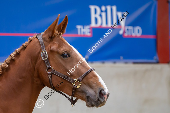 The Billy Stud Auction