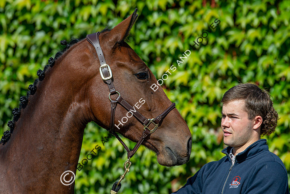 The Billy Stud Auction