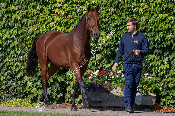 The Billy Stud Auction