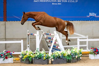 The Billy Stud Auction