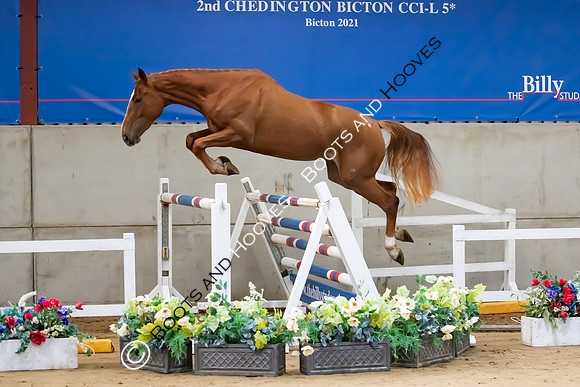 The Billy Stud Auction