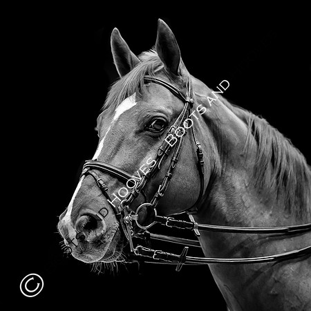 Showjumping